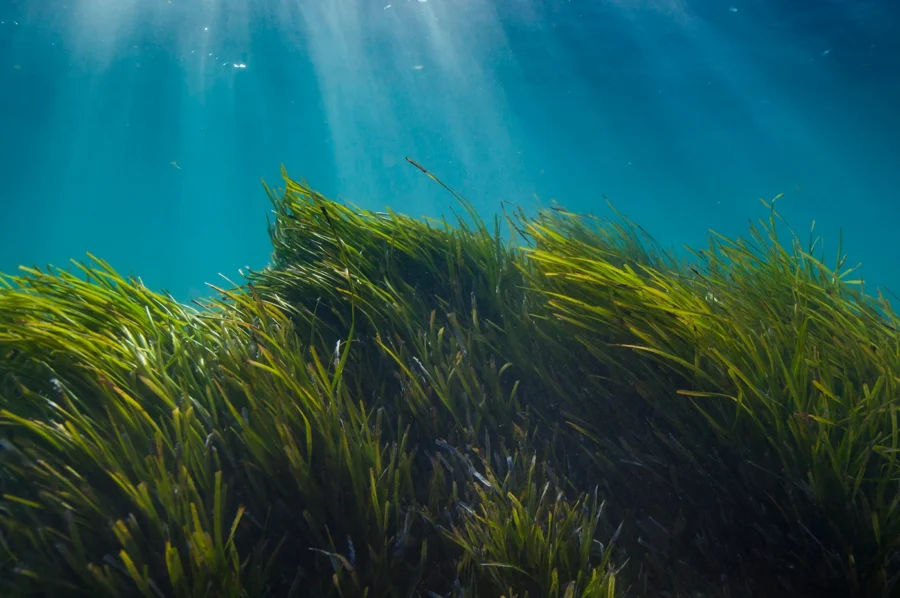 Qué es la Ley de Restauración de la Naturaleza