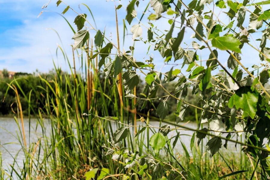 Proyecto BIOECOREST-SAFARI (PARTE 1): un proyecto para la restauración ecológica del Guadalquivir