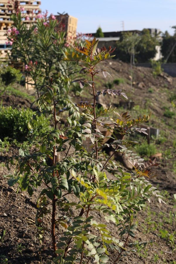 Foto del talud donde se han tomado medidas de sostenibilidad medioambiental en el tejar de todobarro