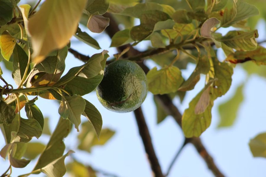 Por qué arrancamos los árboles de aguacate de nuestra finca en Coín